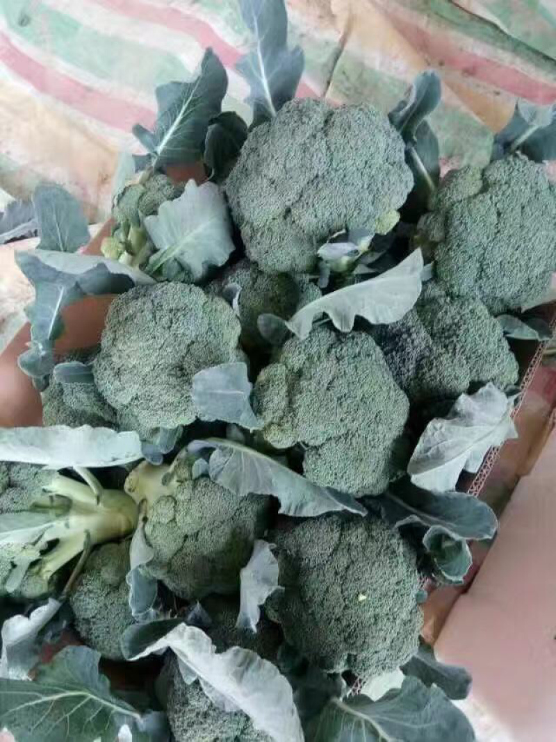 万亩小米西兰花大量上市