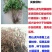 爬山虎苗攀援藤植物四季爬藤南北方种植绿化
