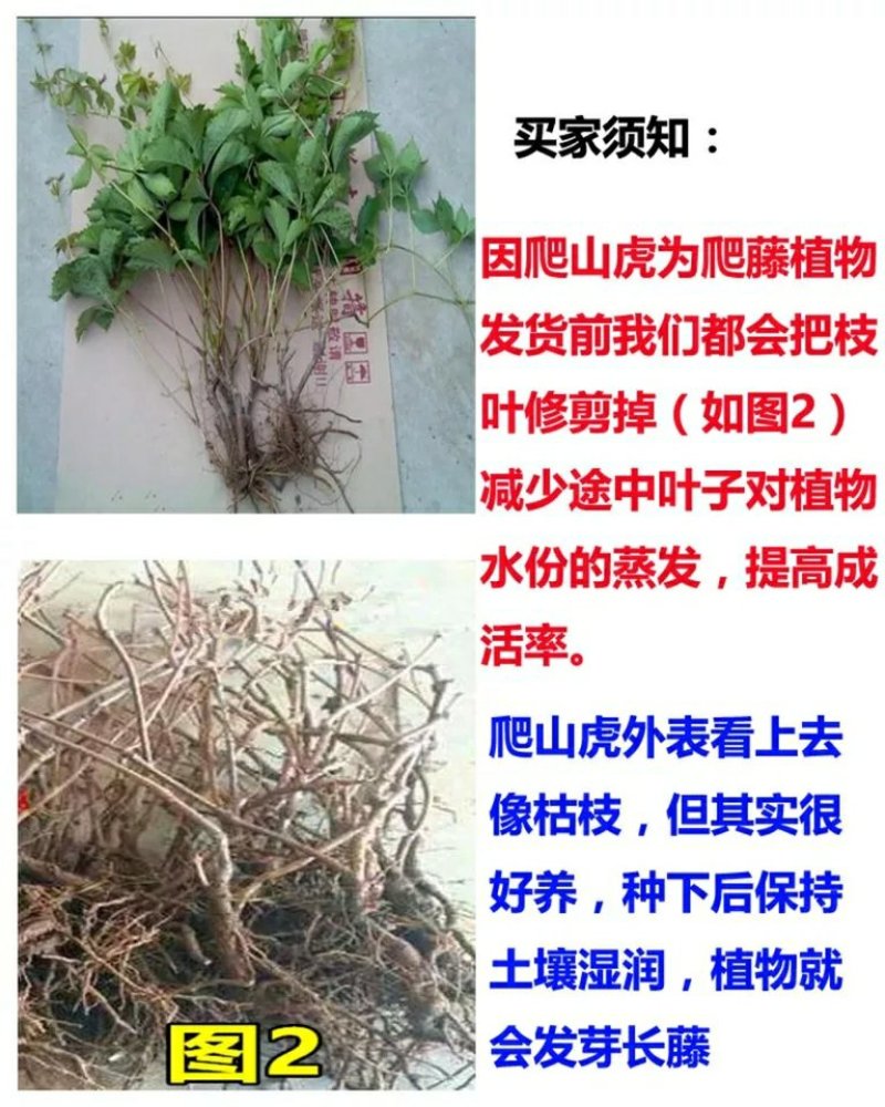 爬山虎苗攀援藤植物四季爬藤南北方种植绿化
