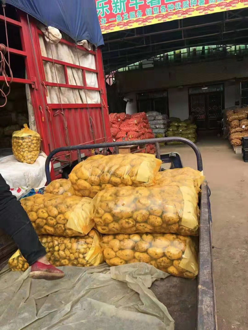 滕州秋季土豆上市