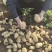 滕州秋季土豆上市
