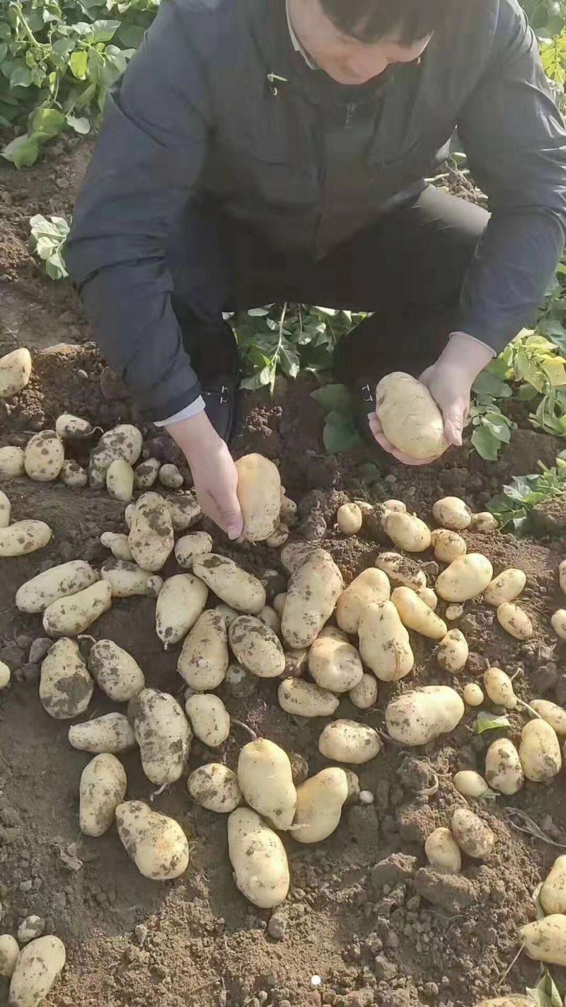 滕州秋季土豆上市