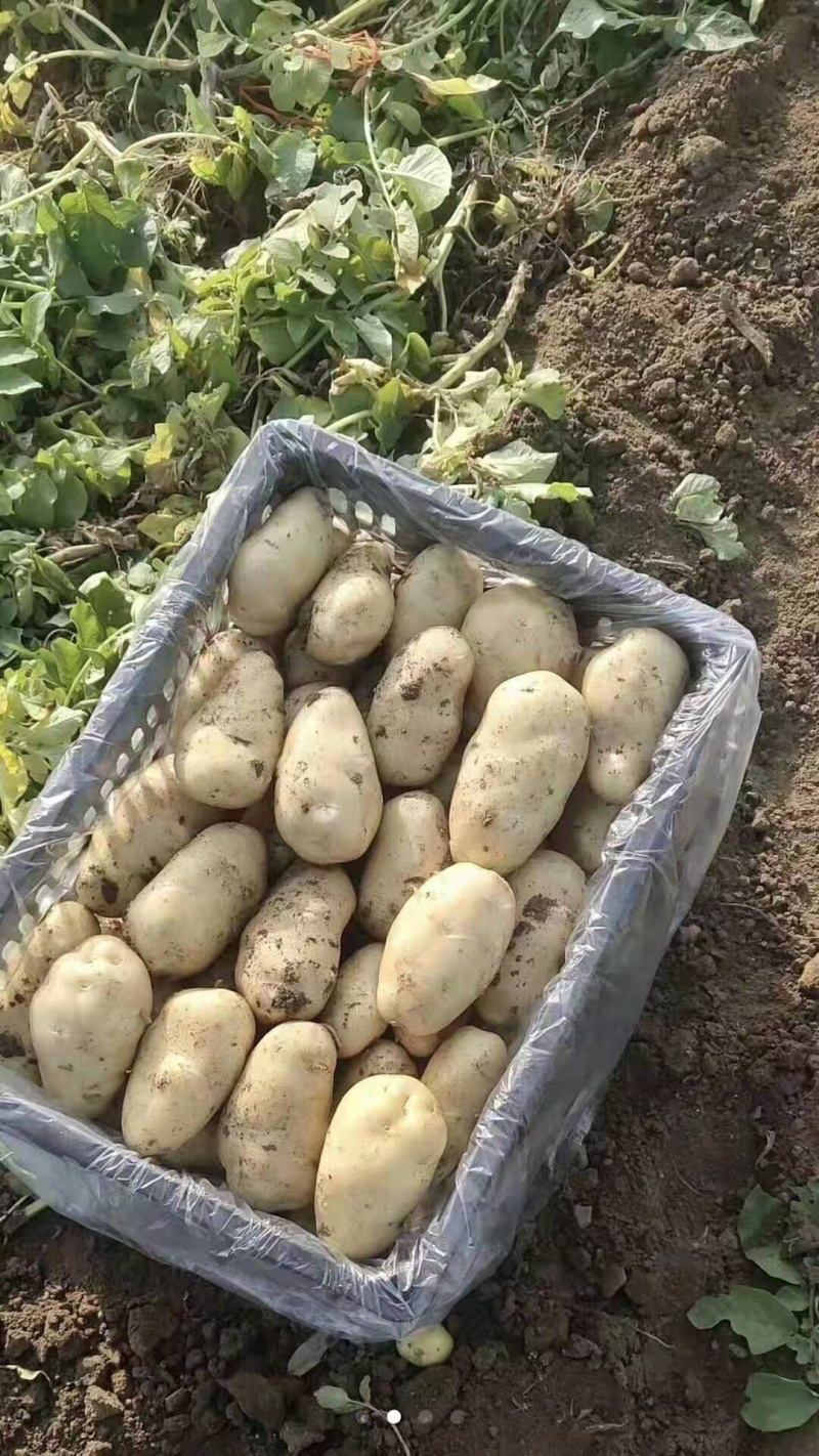 滕州秋季土豆上市