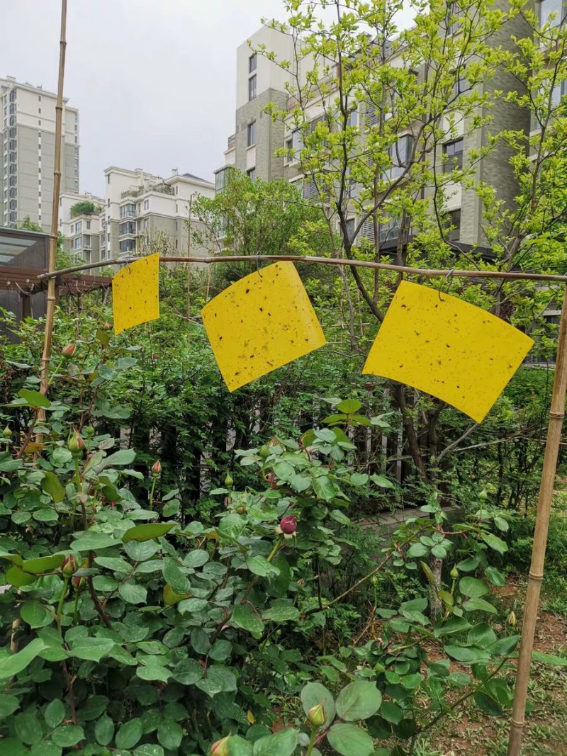 双面黄板粘虫板诱虫蓝板纸贴黄色灭小飞虫沾果蝇粘板果园蓟马