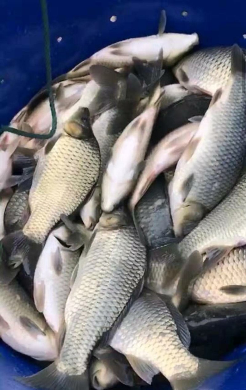 鲫鱼垂钓批发