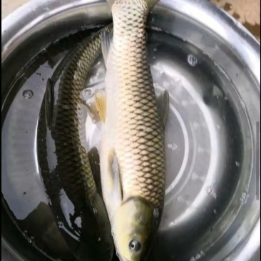 草鱼批发