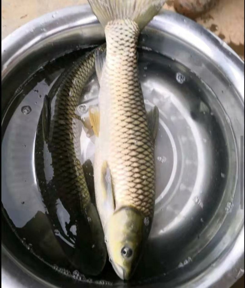 草鱼批发