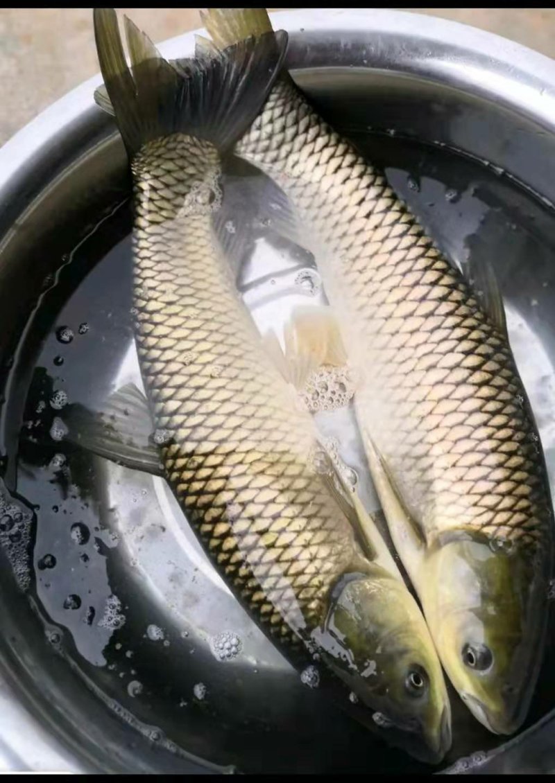 草鱼批发