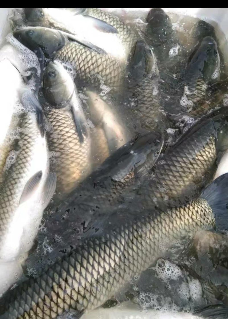 草鱼批发
