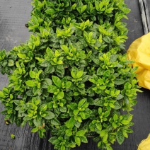 基地直销栀子花