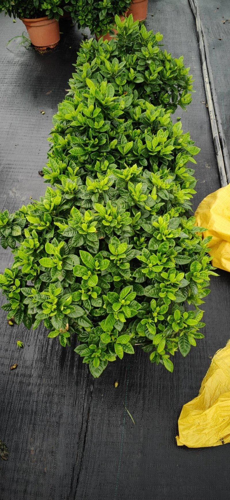 基地直销栀子花