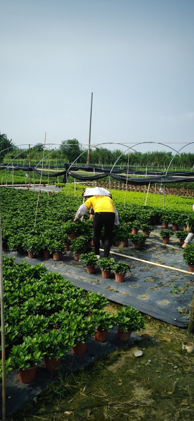 基地直销栀子花