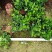 基地直销栀子花
