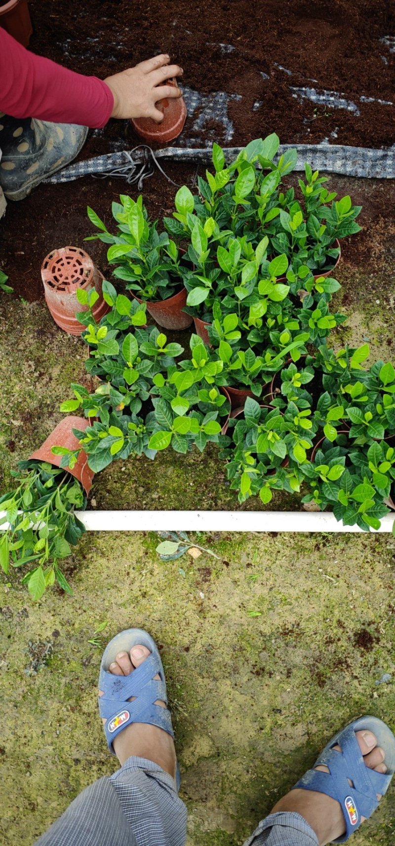 基地直销栀子花