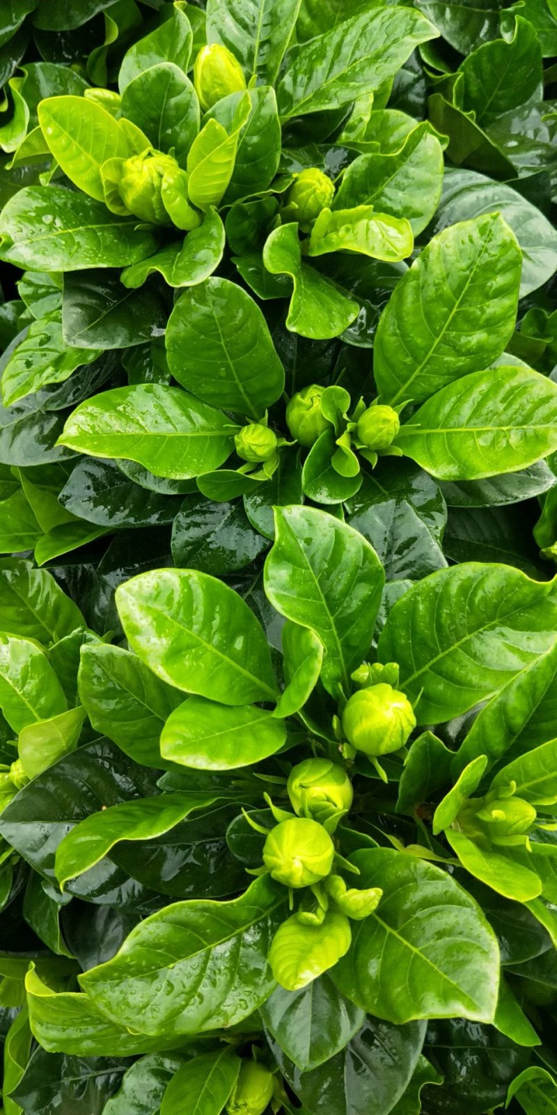 基地直销栀子花