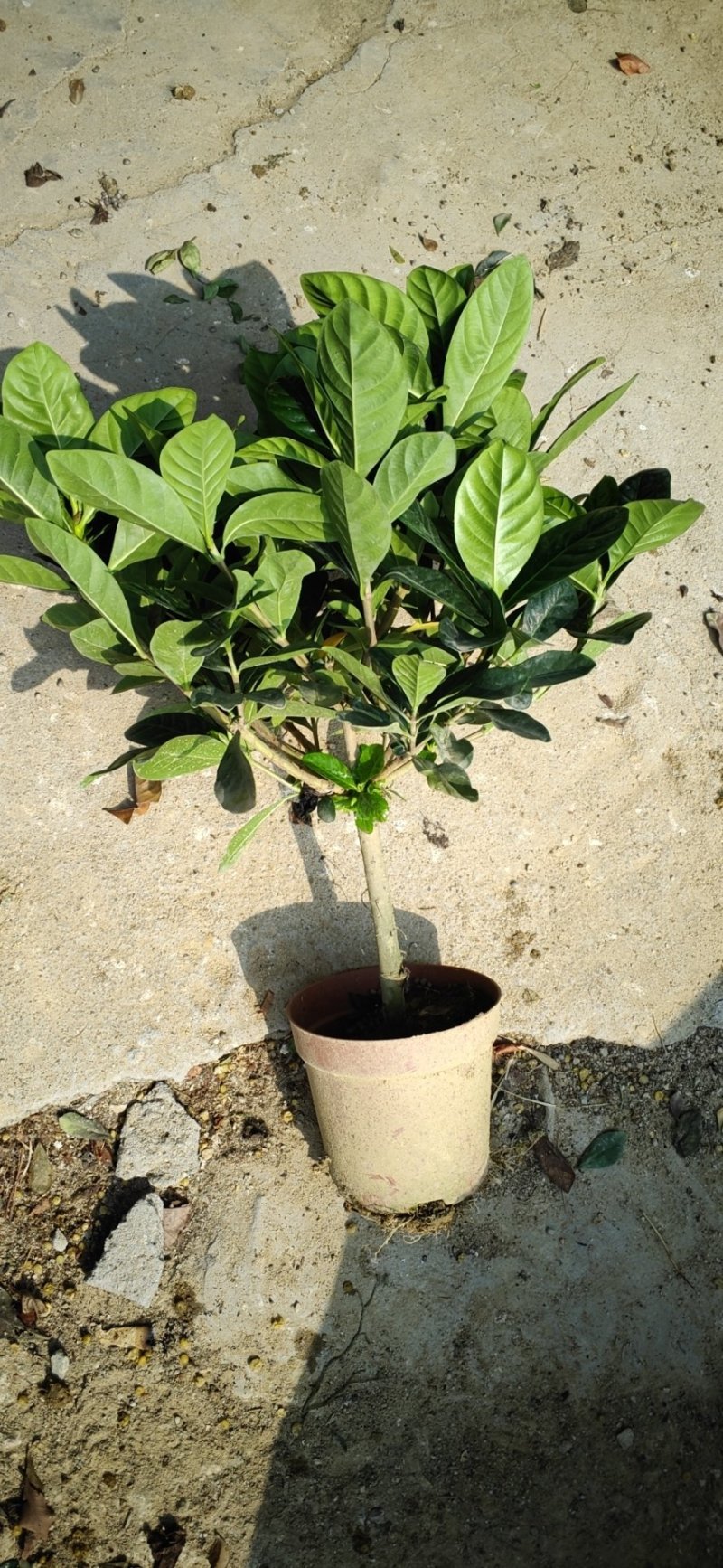 基地直销栀子花