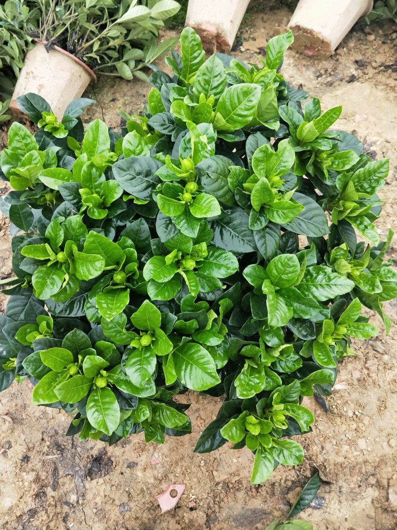 基地直销栀子花