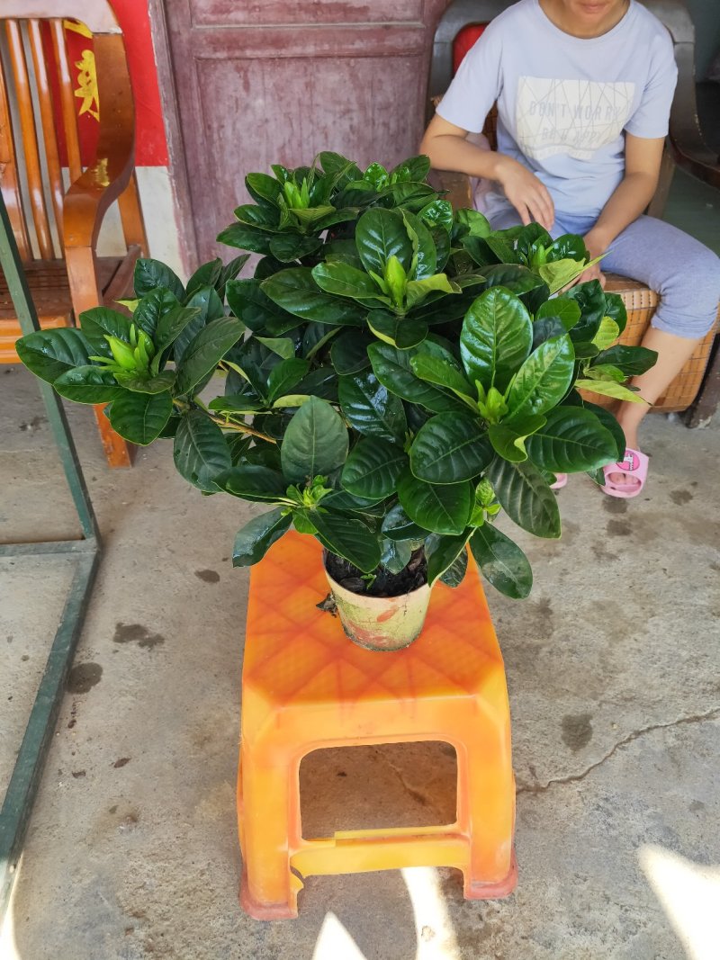 基地直销栀子花