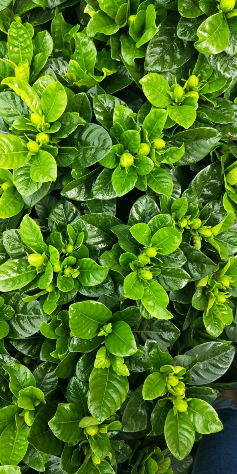 基地直销栀子花