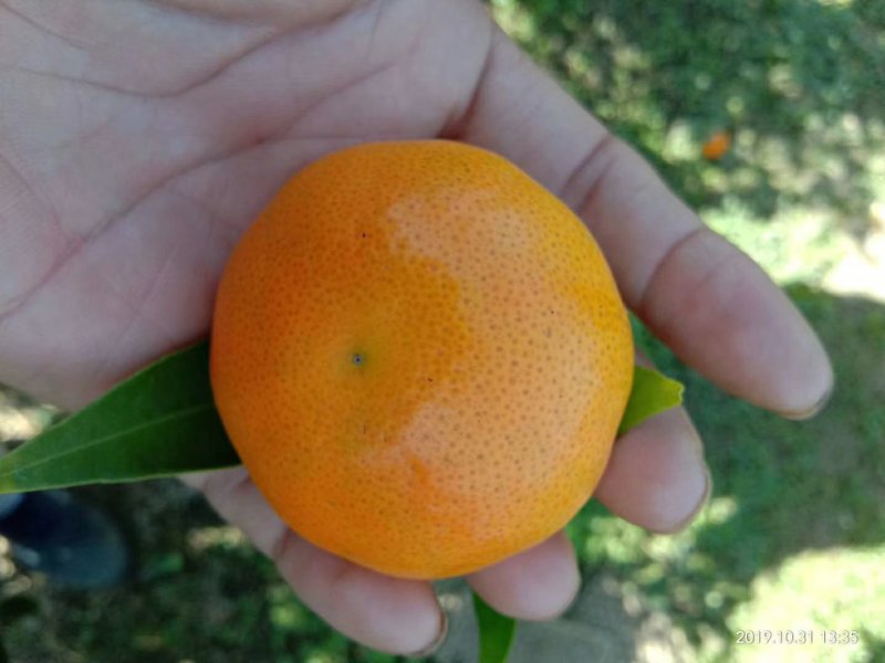 柑橘广西桂林市兴安县东方红世纪红柑桔皮张好口感好，化渣