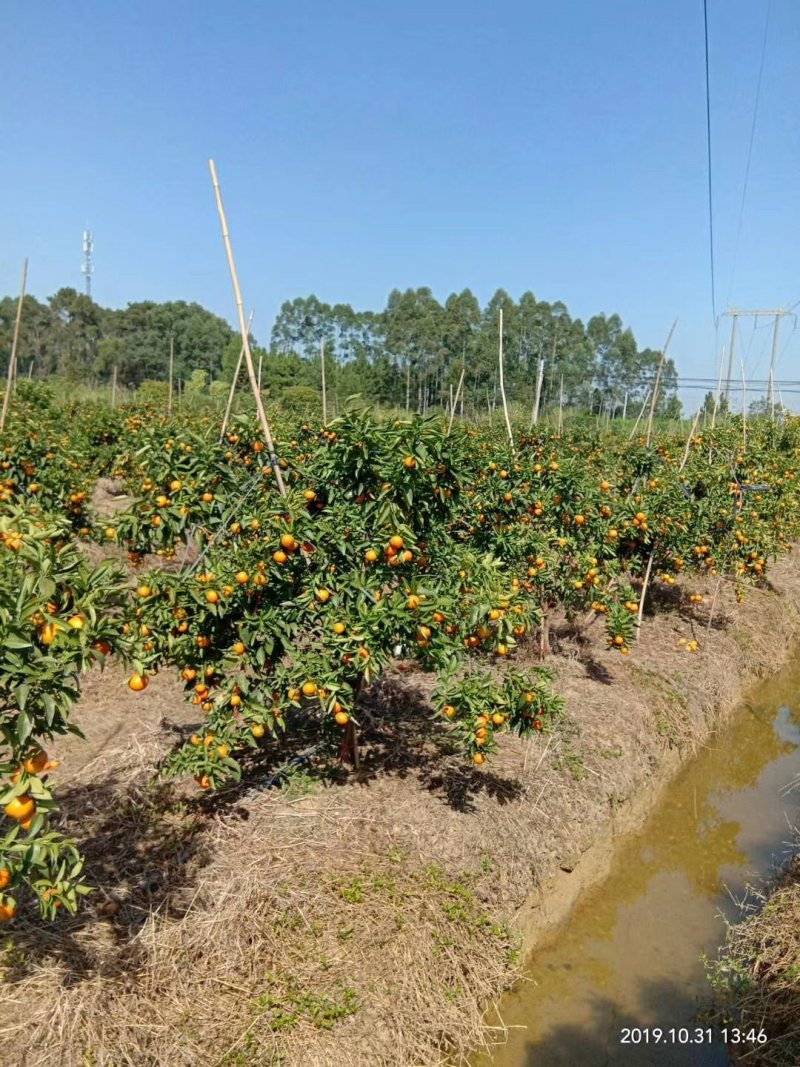 柑橘广西桂林市兴安县东方红世纪红柑桔皮张好口感好，化渣