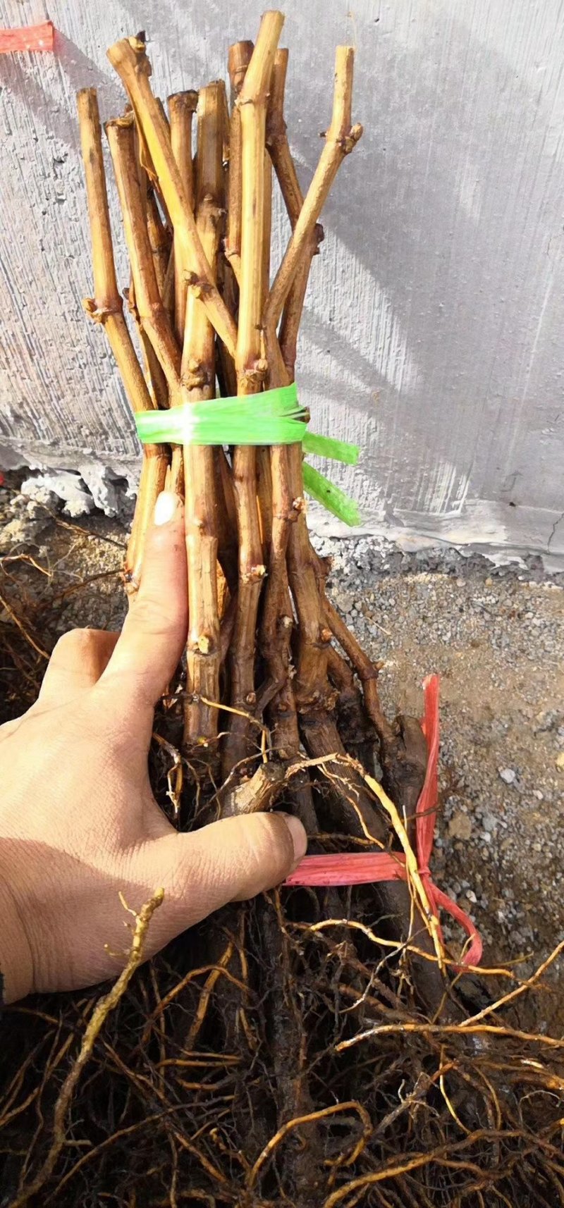 阳光玫瑰葡萄苗高产不裂果不脱粒市场热销品种保证品种