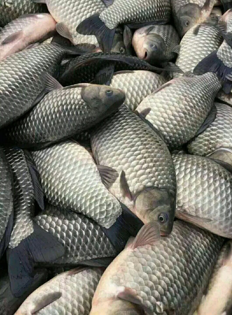 鲫鱼垂钓批发一手
