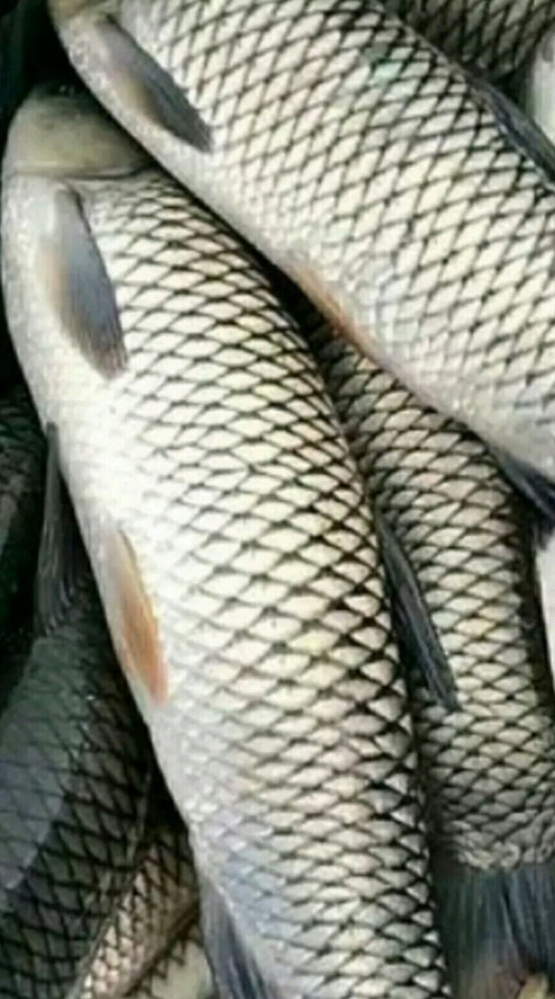 草鱼批发