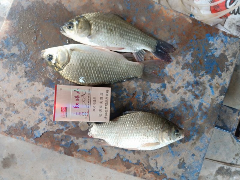 鲫鱼苗中科3号五号黄金鲫湘鲫良种鲫鱼可送货上门货到付款