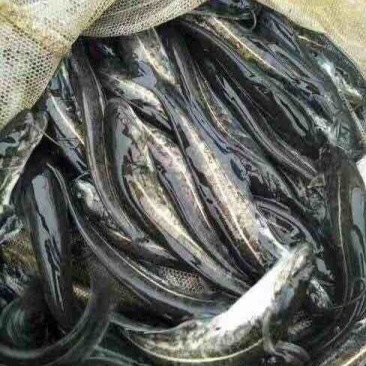 鲶鱼鱼苗活体淡水肉食类好养殖观赏埃及革胡子鲶鱼南方大口鲶