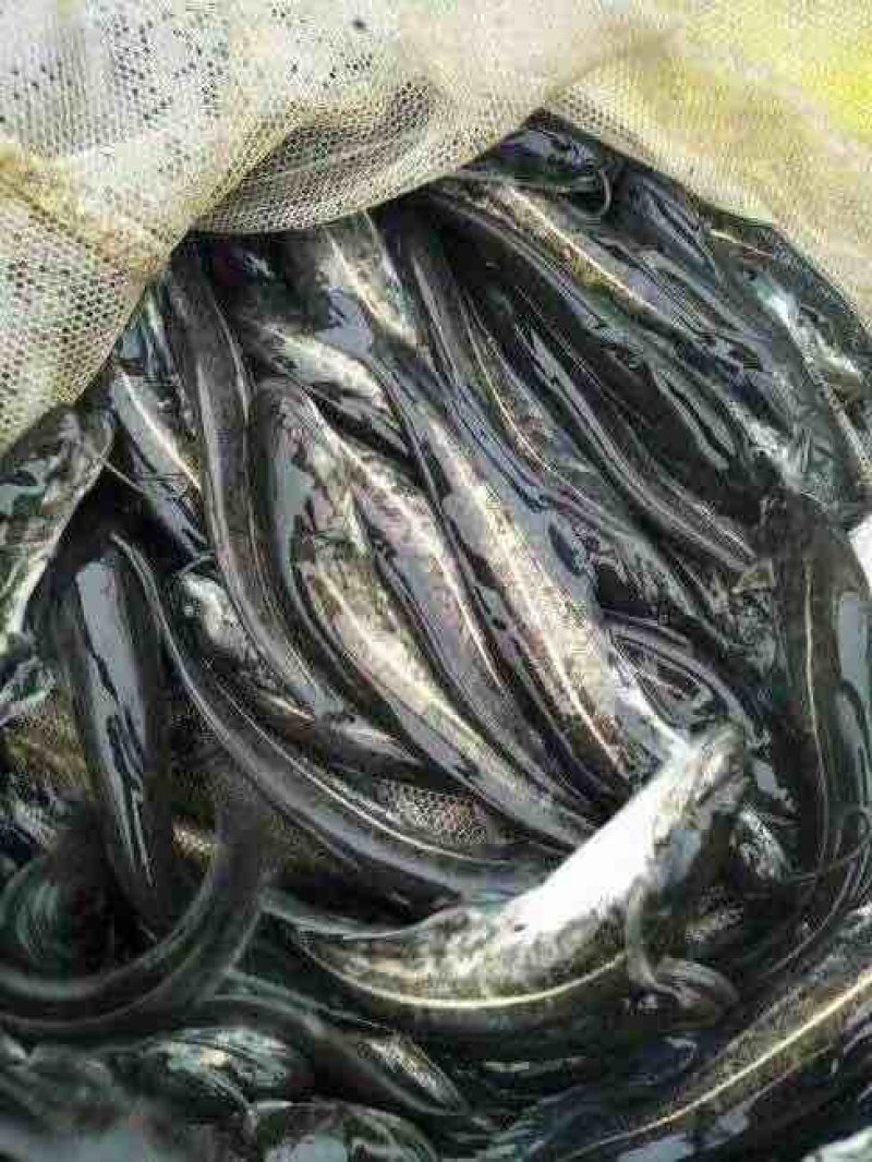 鲶鱼鱼苗活体淡水肉食类好养殖观赏埃及革胡子鲶鱼南方大口鲶