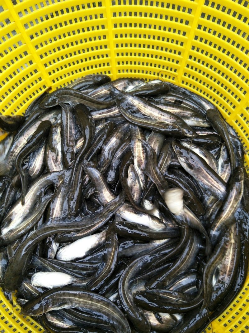 鲶鱼鱼苗活体淡水肉食类好养殖观赏埃及革胡子鲶鱼南方大口鲶