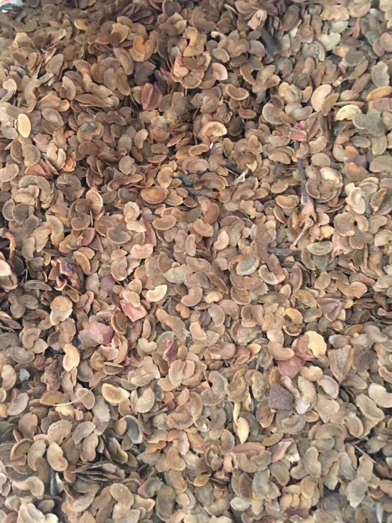 木荷种子，造林种子，木荷树种子造林树种子