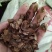 木荷种子，造林种子，木荷树种子造林树种子