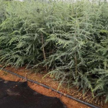 雪松小袋苗签订合同，提供技术指导，规格齐全
