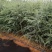 雪松小袋苗签订合同，提供技术指导，规格齐全