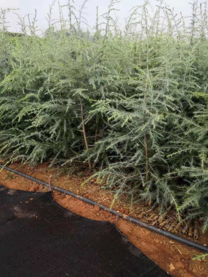雪松小袋苗签订合同，提供技术指导，规格齐全