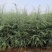 雪松小袋苗签订合同，提供技术指导，规格齐全