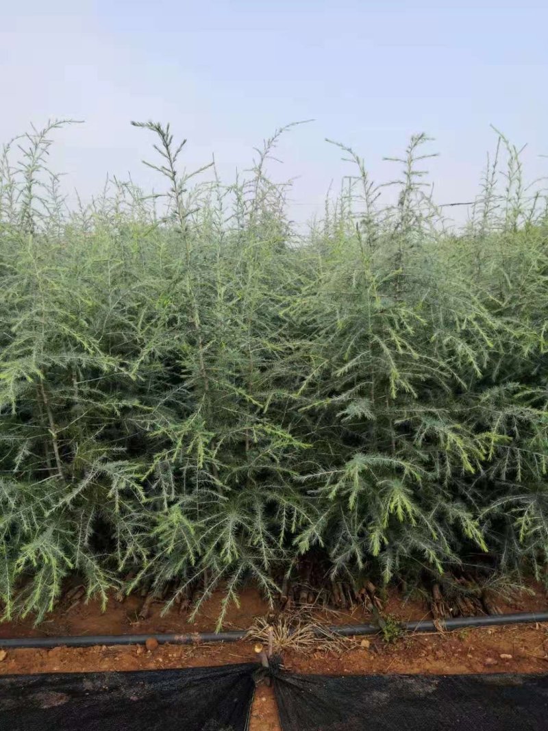 雪松小袋苗签订合同，提供技术指导，规格齐全