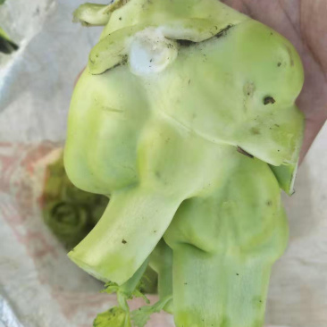 涪陵榨菜和北京榨菜品质保证