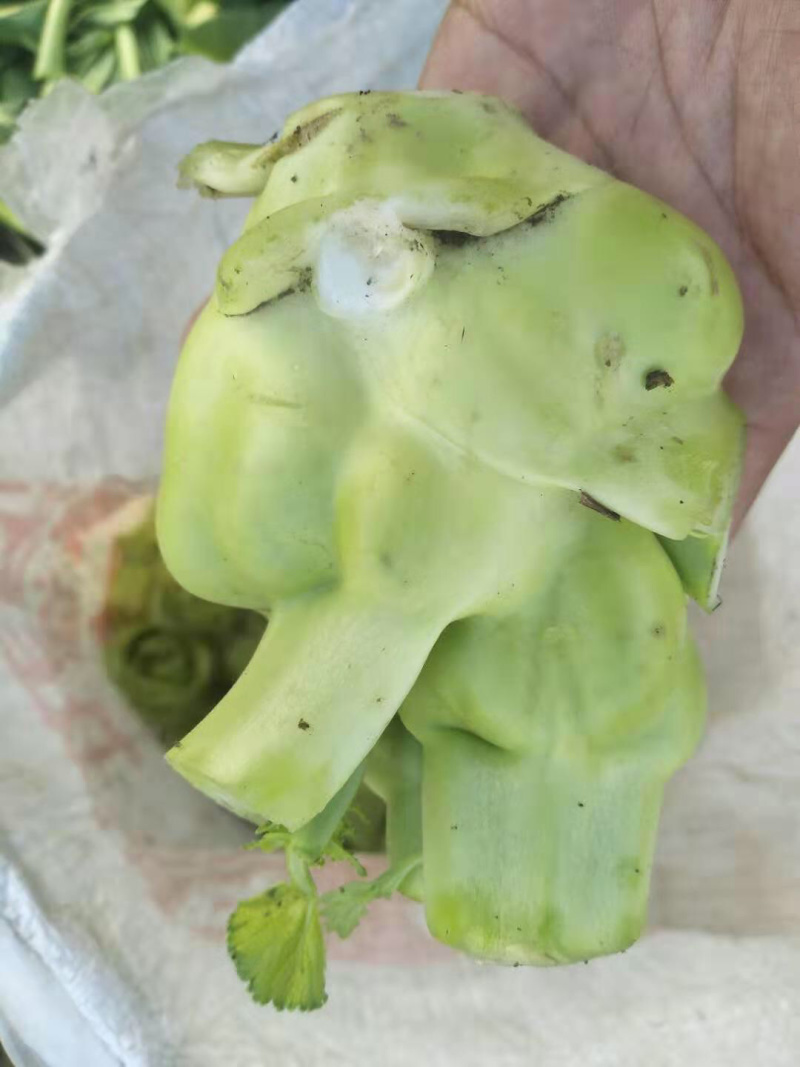涪陵榨菜和北京榨菜品质保证
