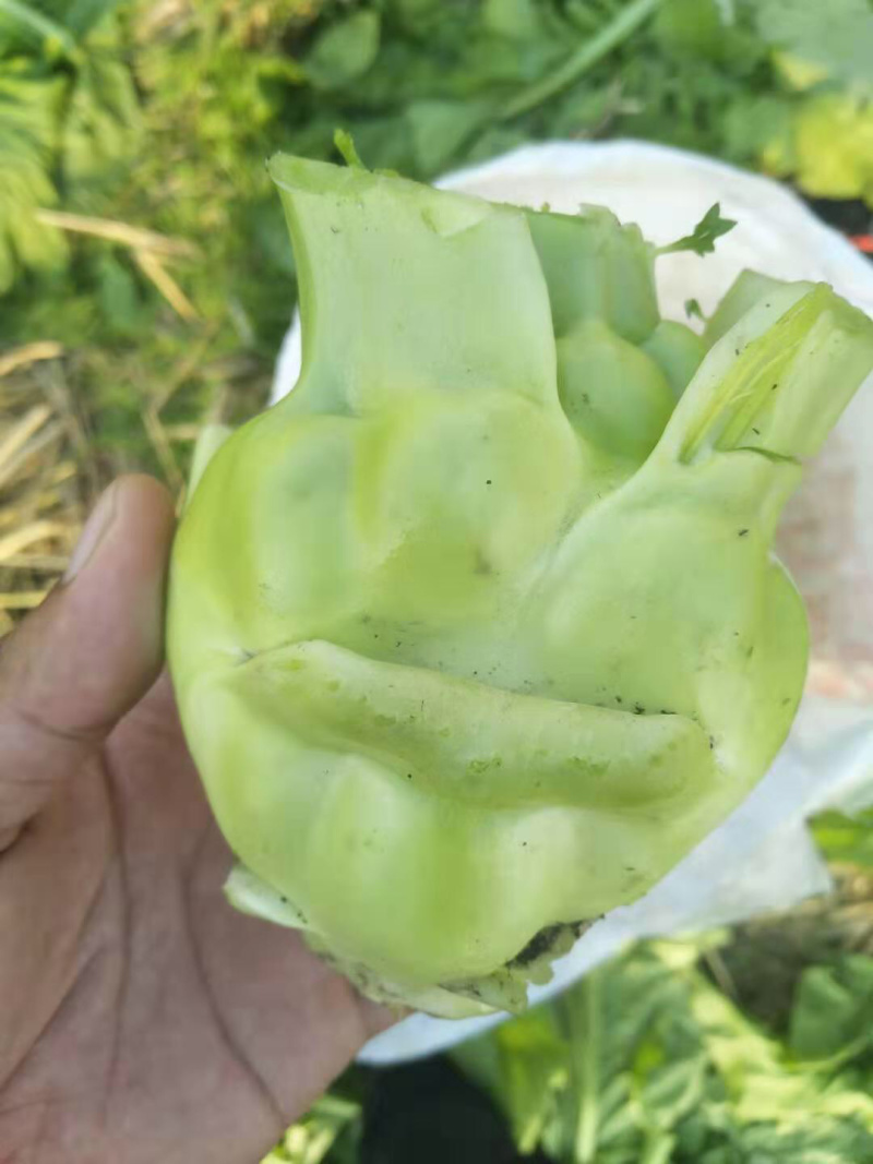 涪陵榨菜和北京榨菜品质保证