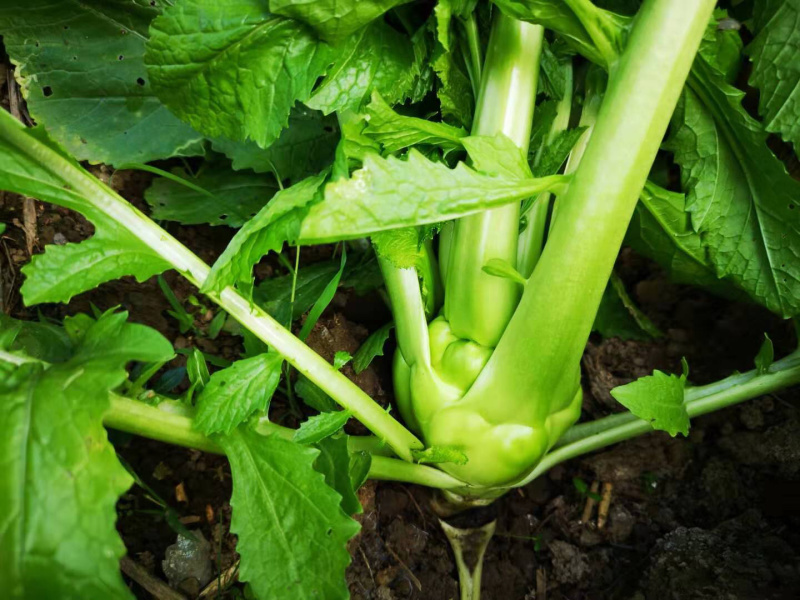 涪陵榨菜和北京榨菜品质保证