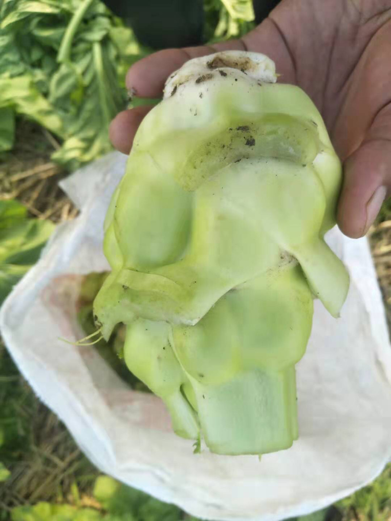 涪陵榨菜和北京榨菜品质保证