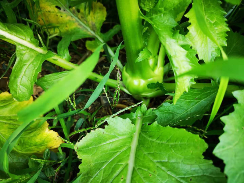 涪陵榨菜和北京榨菜品质保证