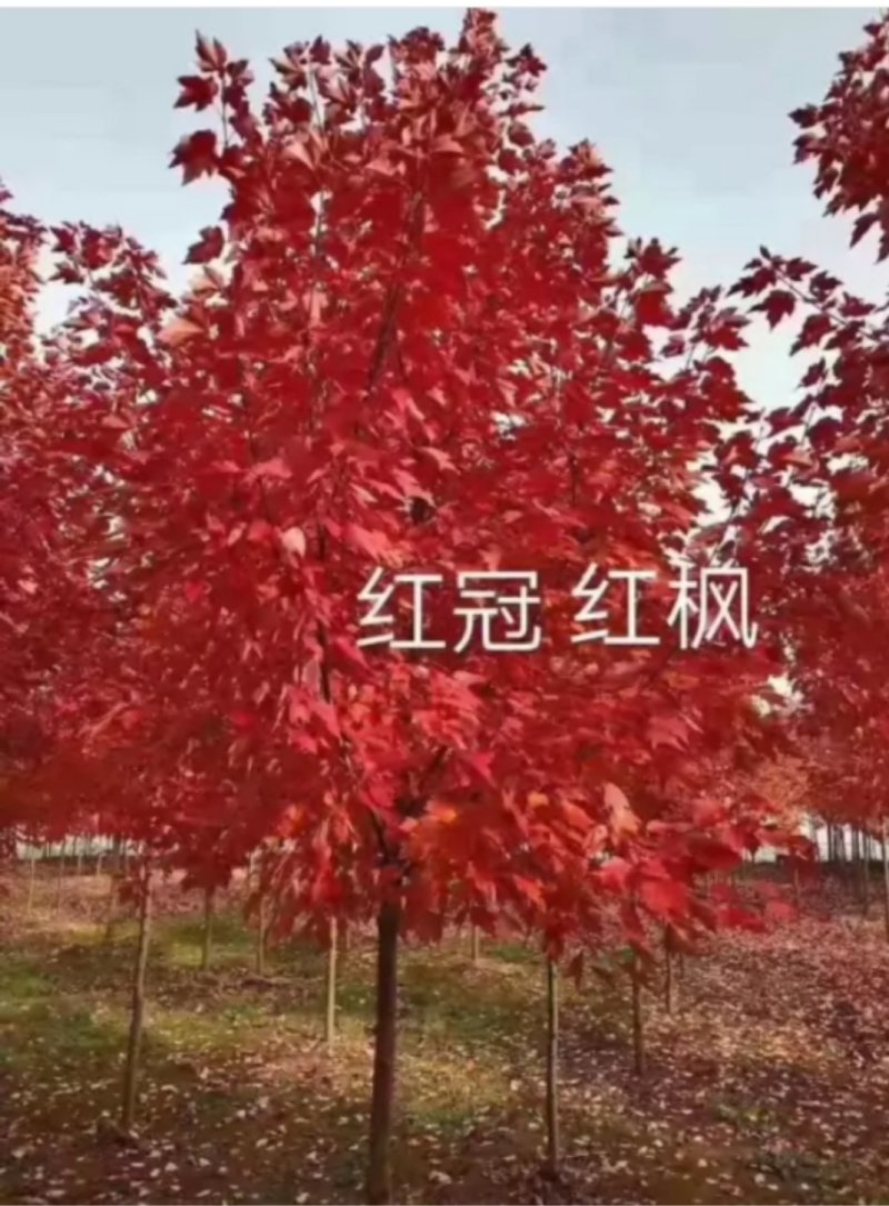 红冠红枫
