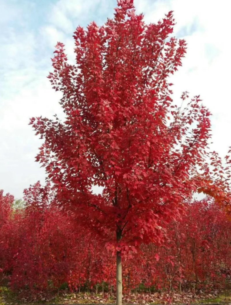 红冠红枫