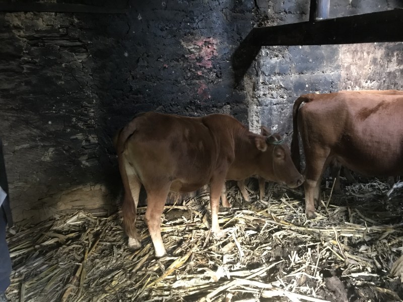散养黄牛郧巴黄牛农户散养放养黄牛耕牛肉牛