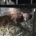 散养黄牛郧巴黄牛农户散养放养黄牛耕牛肉牛
