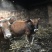 散养黄牛郧巴黄牛农户散养放养黄牛耕牛肉牛